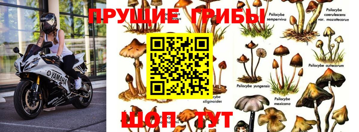 Псилоцибиновые грибы Psilocybine cubensis  закладки  Дальнереченск  Вход с VPN 